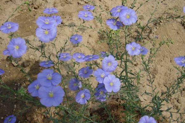 藍亞麻怎么種 藍亞麻種植方法與注意事項