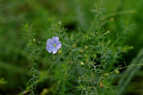 藍亞麻怎么種 藍亞麻種植方法與注意事項