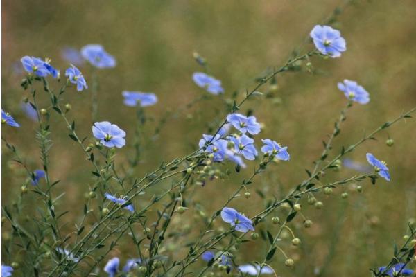 藍亞麻怎么種 藍亞麻種植方法與注意事項