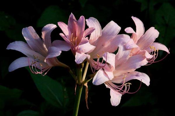 鹿蔥和萱草的區別是什么 鹿蔥的繁殖方式