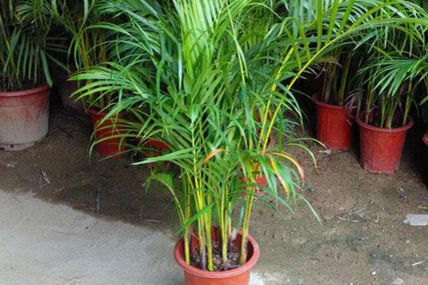 散尾葵市場價格多少錢一盆 散尾葵的養殖方法和注意事項