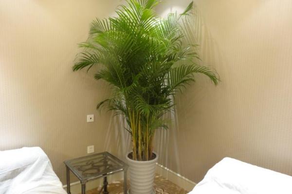 散尾葵市場價格多少錢一盆 散尾葵的養殖方法和注意事項