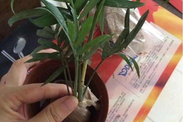 散尾葵市場價格多少錢一盆 散尾葵的養殖方法和注意事項