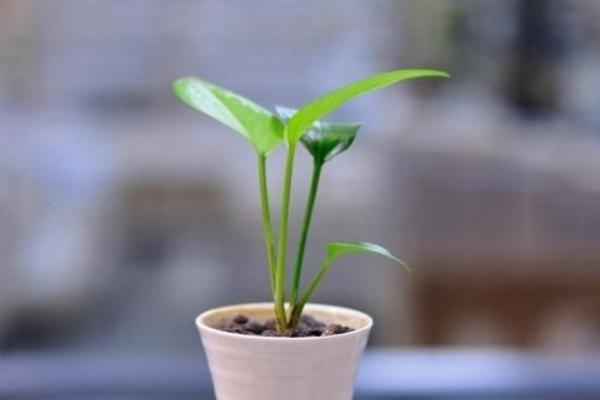 散尾葵市場價格多少錢一盆 散尾葵的養殖方法和注意事項