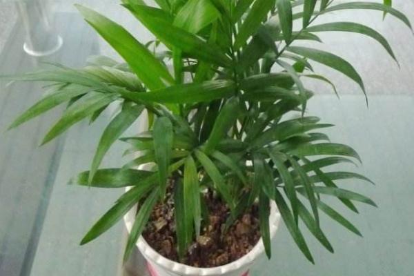 散尾葵市場價格多少錢一盆 散尾葵的養殖方法和注意事項