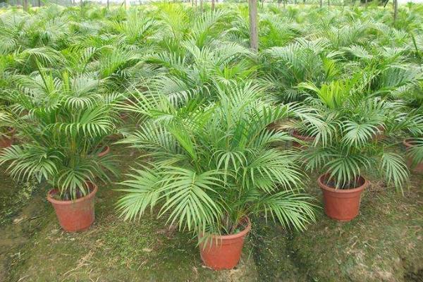 散尾葵市場價格多少錢一盆 散尾葵的養殖方法和注意事項