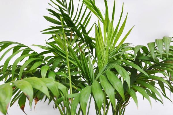 散尾葵怎么澆水（多久澆一次） 散尾葵葉子發黃怎么辦