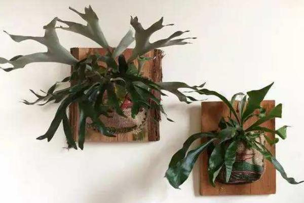 鹿角蕨的功效與作用  鹿角蕨的常見品種