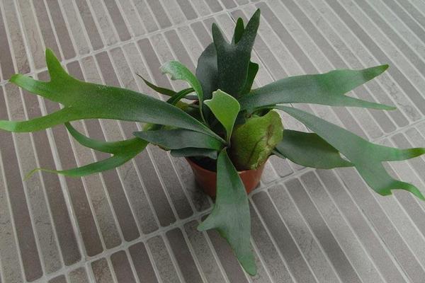 鹿角蕨怎么養 鹿角蕨養殖方法與注意事項