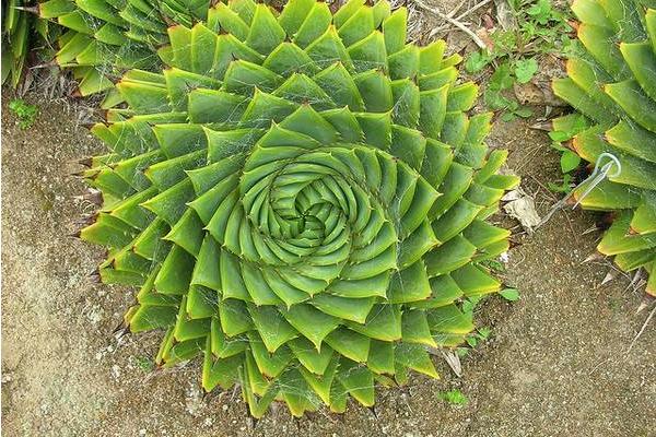 蘆薈女王幾年開始旋轉(zhuǎn) 蘆薈女王播種繁殖