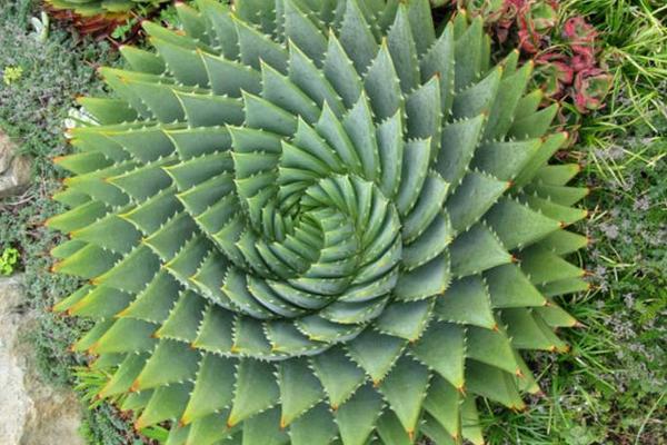 蘆薈女王幾年開始旋轉(zhuǎn) 蘆薈女王播種繁殖