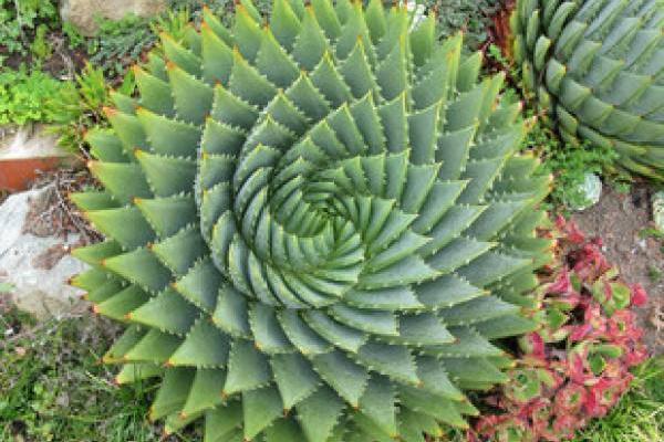 蘆薈女王幾年開始旋轉(zhuǎn) 蘆薈女王播種繁殖