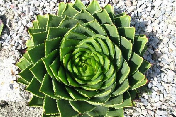 蘆薈女王幾年開始旋轉(zhuǎn) 蘆薈女王播種繁殖