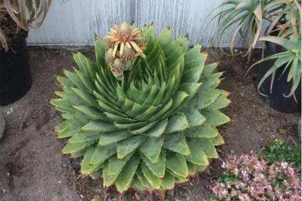 蘆薈女王幾年開始旋轉(zhuǎn) 蘆薈女王播種繁殖