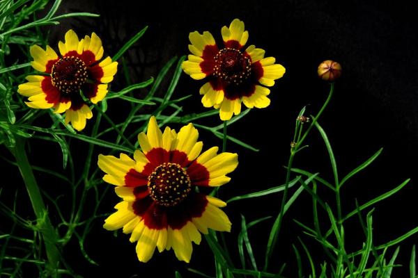 蛇目菊和雪菊的區(qū)別是什么 蛇目菊的種植方法