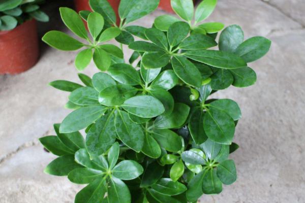 鴨腳木的功效與作用及禁忌 鴨腳木藥用價值