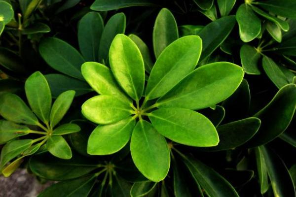 鴨腳木市場價格多少錢一盆 鴨腳木的養殖方法和注意事項