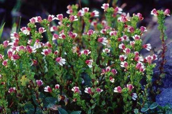 小米草功效與作用及禁忌 小米草藥用價值