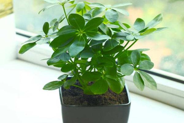 鴨腳木種子市場價格多少錢一斤 鴨腳木怎么播種