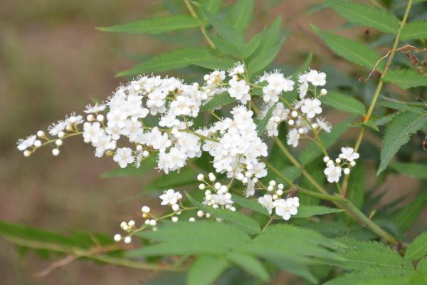 珍珠梅開花嗎 珍珠梅花期是幾月
