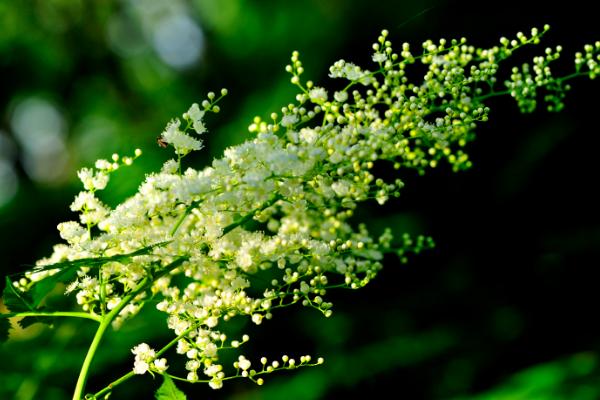 珍珠梅開花嗎 珍珠梅花期是幾月