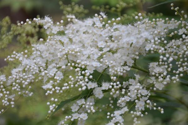 珍珠梅開花嗎 珍珠梅花期是幾月