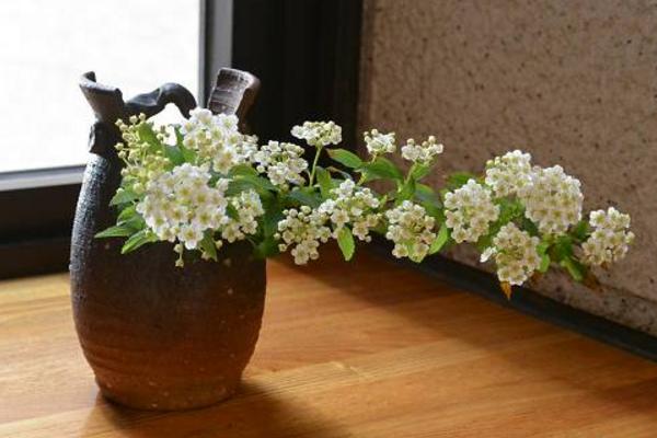 珍珠梅開花嗎 珍珠梅花期是幾月