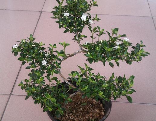 珍珠梅開花嗎 珍珠梅花期是幾月