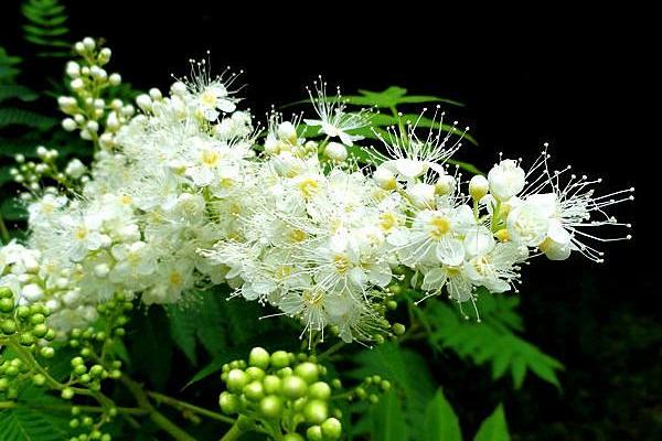 珍珠梅開花嗎 珍珠梅花期是幾月