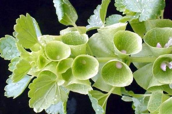 貝殼花怎么養 貝殼花養殖方法與注意事項