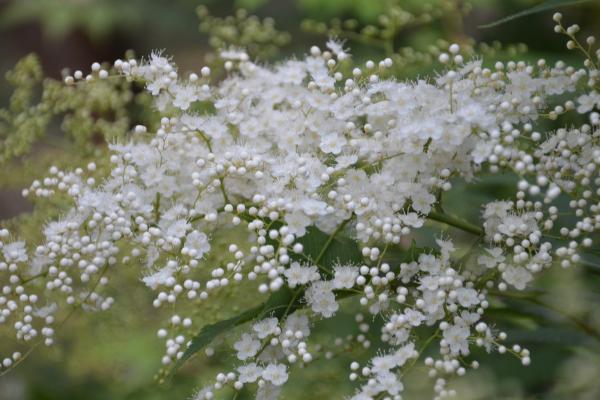 珍珠梅怎么養 珍珠梅養殖方法與注意事項