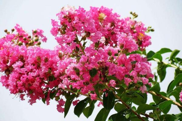 紫薇花怎么澆水（多久澆一次） 紫薇花的養(yǎng)殖方法