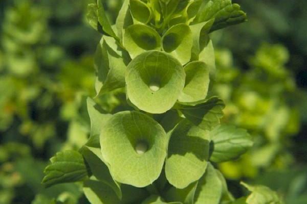 貝殼花種子市場價格多少錢一斤 貝殼花種子的種植方法