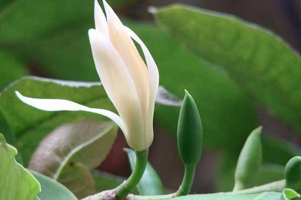 白蘭花和白玉蘭的區(qū)別是什么 白蘭花什么時(shí)候開花