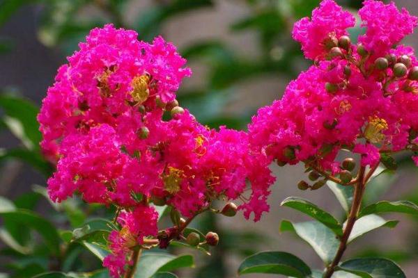 紫薇花怎么施肥 紫薇花葉子變黃的原因及解決方法