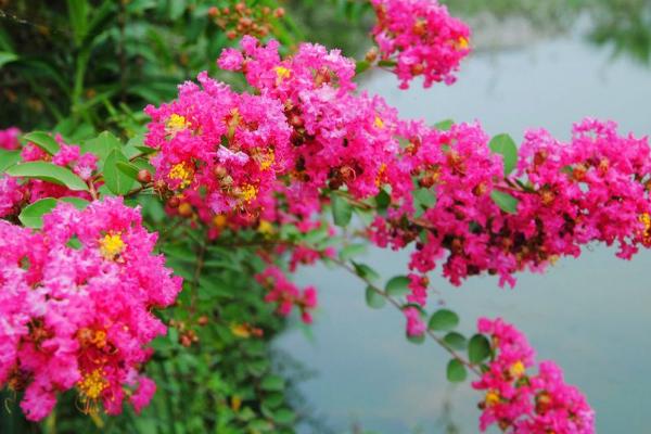 紫薇花怎么澆水(多久澆一次) 紫薇花的養(yǎng)殖方法