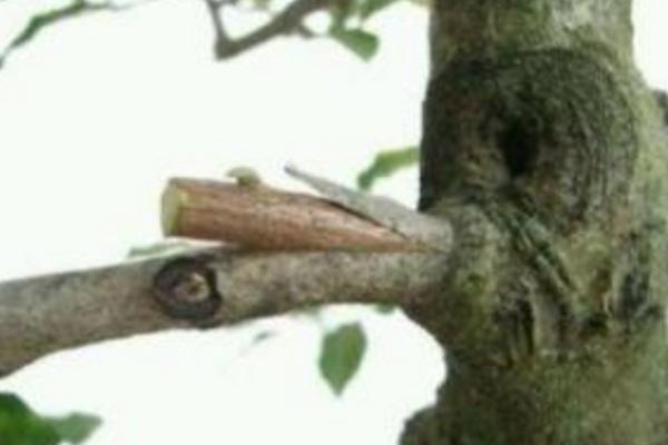 紫薇花怎么澆水(多久澆一次) 紫薇花的養(yǎng)殖方法