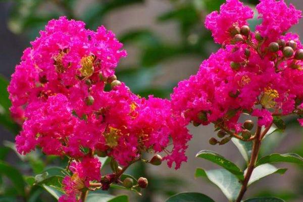 紫薇花怎么澆水(多久澆一次) 紫薇花的養(yǎng)殖方法