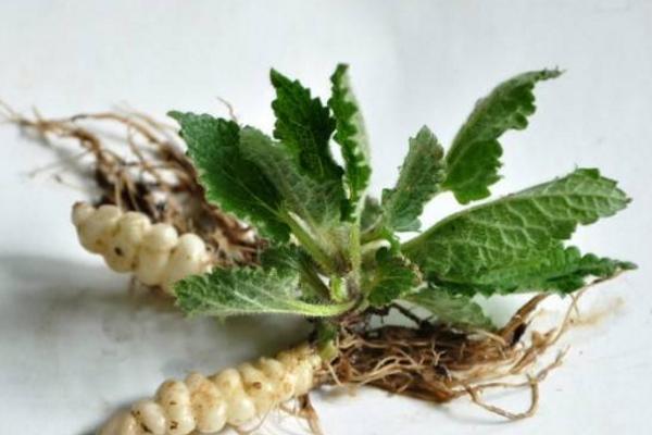 甘露子怎么種 甘露子種植方法與注意事項