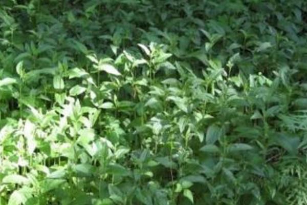 甘露子怎么種 甘露子種植方法與注意事項