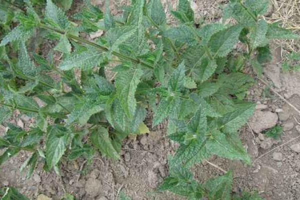 甘露子怎么種 甘露子種植方法與注意事項