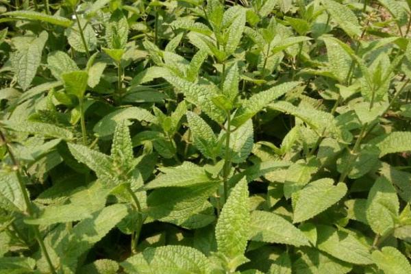 甘露子怎么種 甘露子種植方法與注意事項