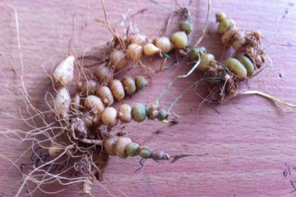 甘露子怎么種 甘露子種植方法與注意事項