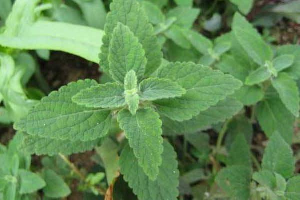 甘露子怎么種 甘露子種植方法與注意事項