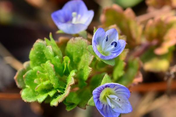 婆婆納圖片大全 婆婆納花語及寓意（為什么叫婆婆納）