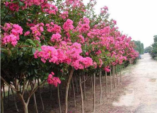 紫薇花樹苗市場價格多少錢一顆 紫薇花栽培技術(shù)