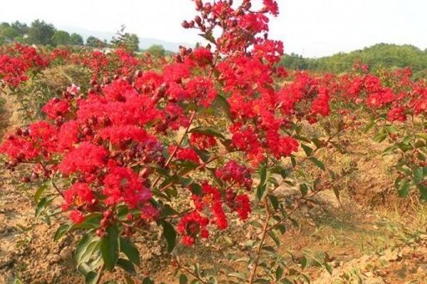 紫薇花樹苗市場價格多少錢一顆 紫薇花栽培技術(shù)