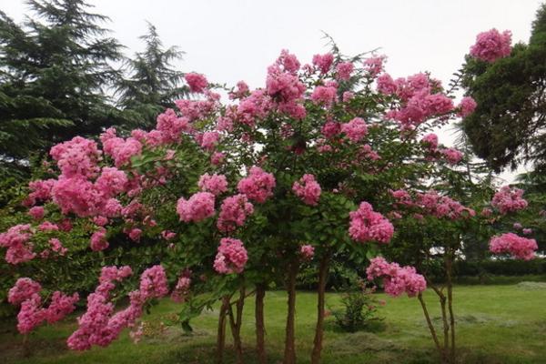 紫薇花樹苗市場價格多少錢一顆 紫薇花栽培技術(shù)