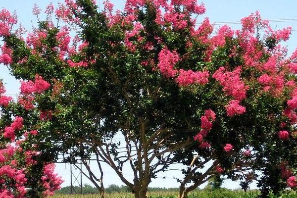 紫薇花樹苗市場價格多少錢一顆 紫薇花栽培技術(shù)