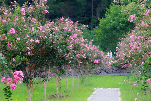 紫薇花樹苗市場價格多少錢一顆 紫薇花栽培技術(shù)